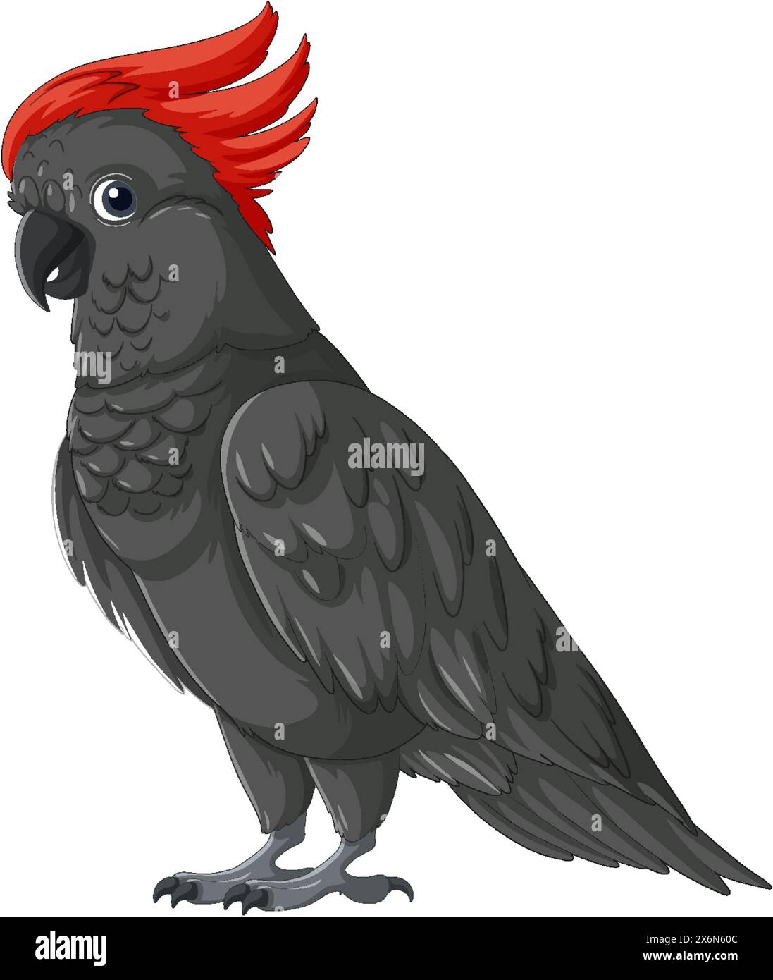 Vector illustration of a grey parrot with red crest Stock Vector Image ...
