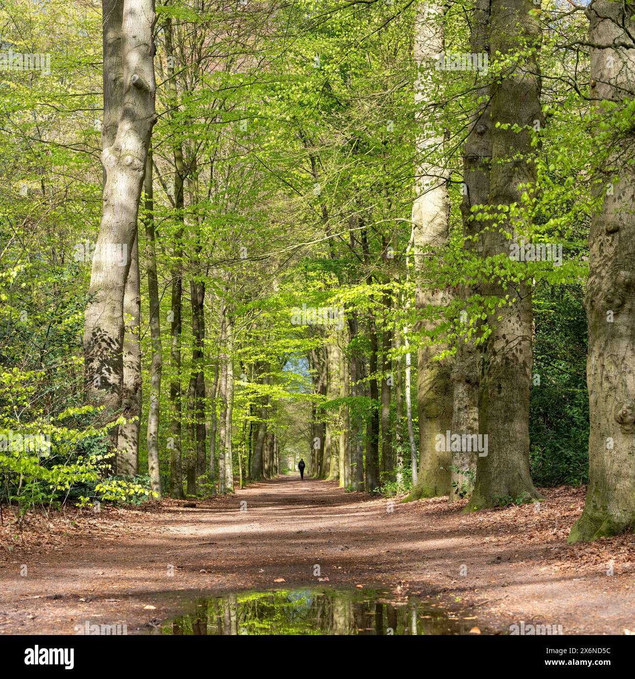 reflection in puddle and lonely figure on forest path in spring under ...