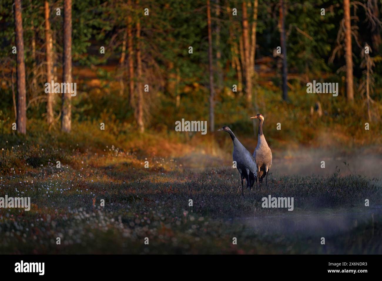 Finland wildlife. Common Crane, Grus grus, pair big bird in the nature habitat, Kuhmo, Finland. Wildlife scene from Europe. Grey crane with long neck. Stock Photo