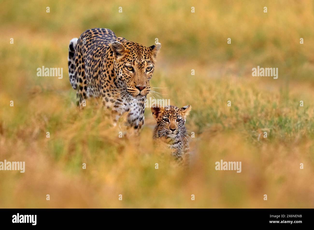 Leopard cub with mother walk. Big wild cat in the nature habitat, sunny ...