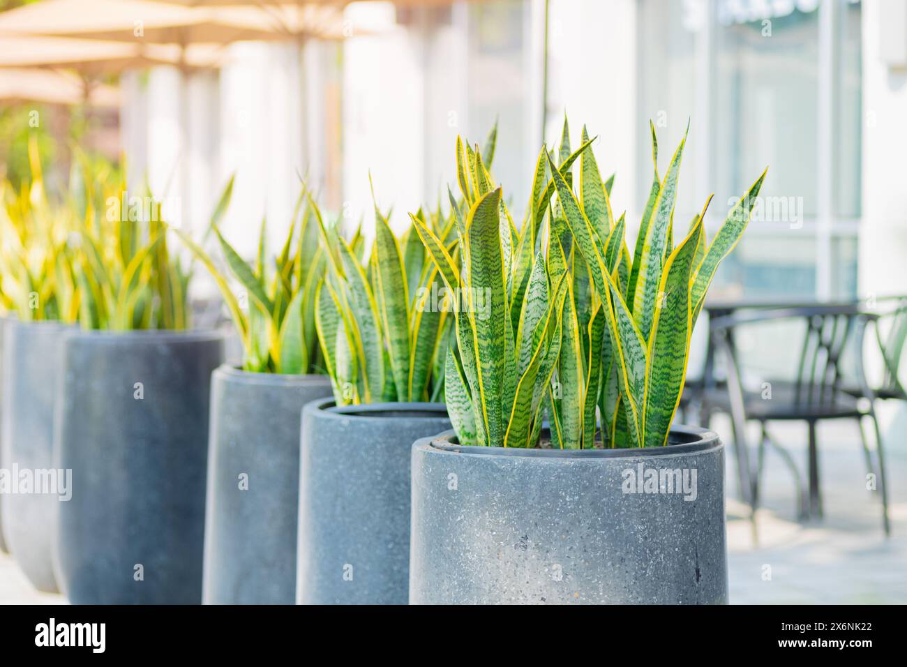 Green plant decoration in public city living area outdoors for ozone carbon absorb, Snake plant, Saint George sword plant in pot Stock Photo