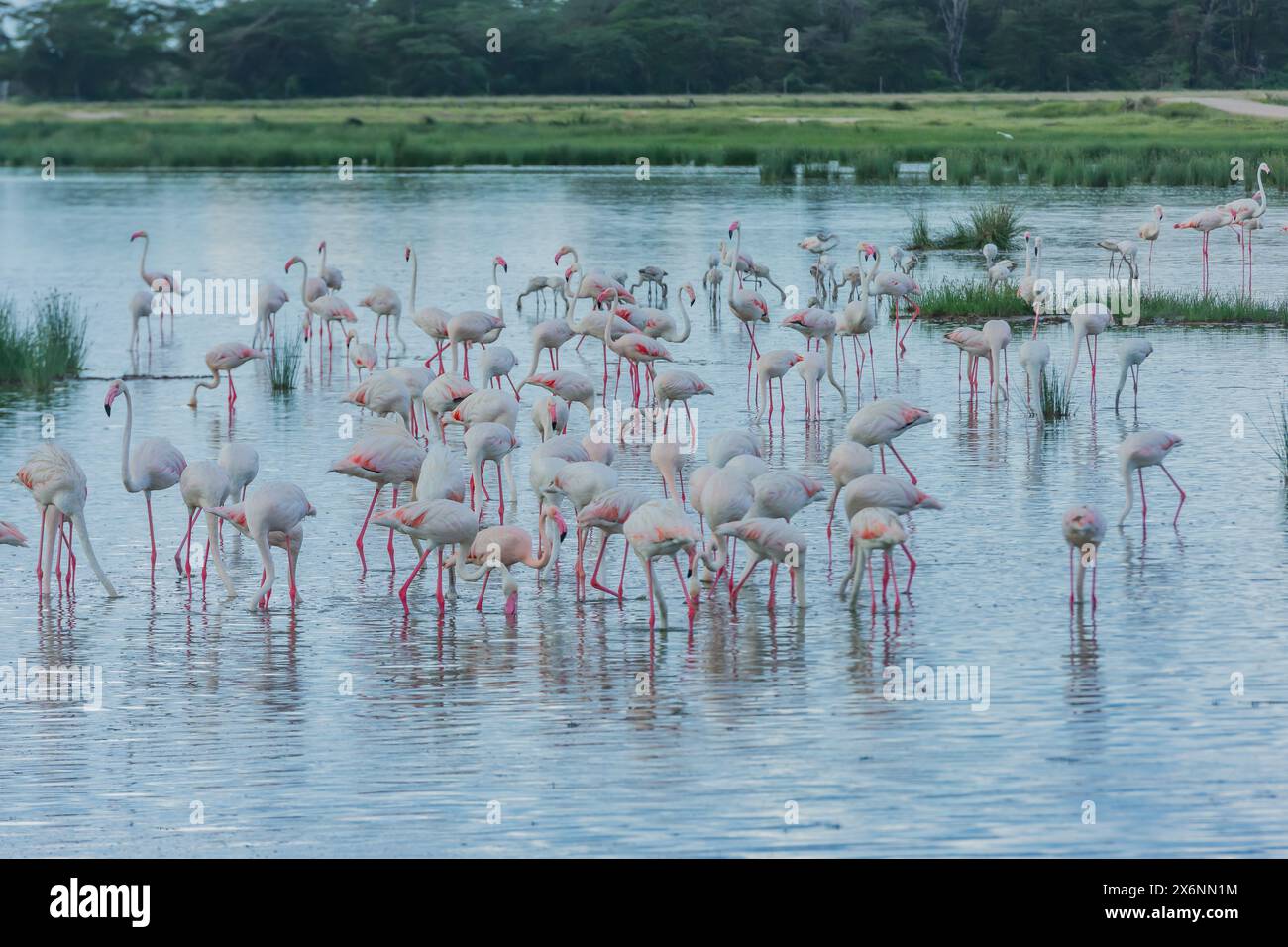 Flamingos in Amboseli National Park Stock Photo