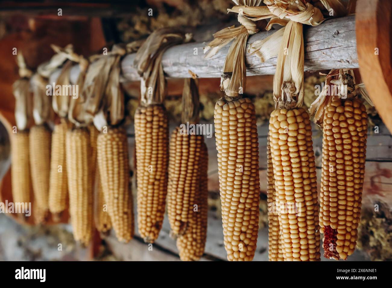 Corn cobs hanging on the facade of a building in Austria Stock Photo