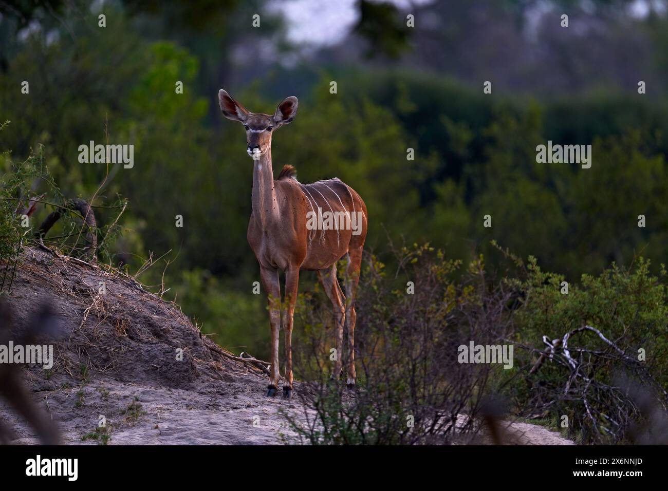 Kudu in Africa. Wildlife scene from nature. Greater kudu, Tragelaphus strepsiceros,  handsome antelope with spiral horns. Animal in the green meadow h Stock Photo