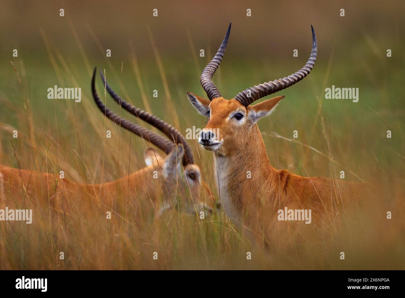 Red Lechwe Kobus Leche Big Antelope Found In Wetlands Of South Red Lechwe Kobus Leche Big Antelope Found In Wetlands Of South