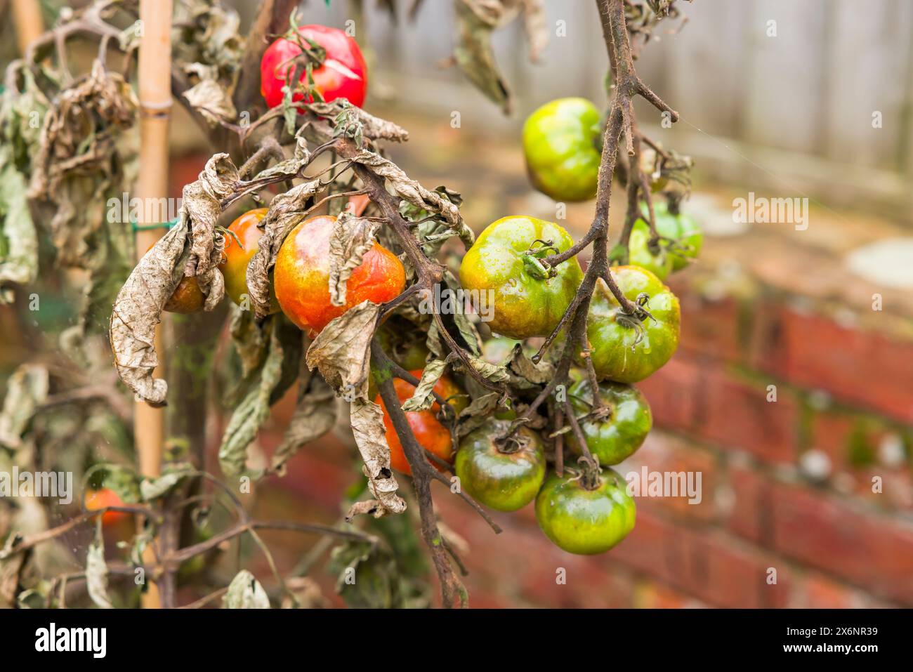 Tomato problems. Close-up of tomato blight, (phytophthora infestans), plants with wilted leaves Stock Photo