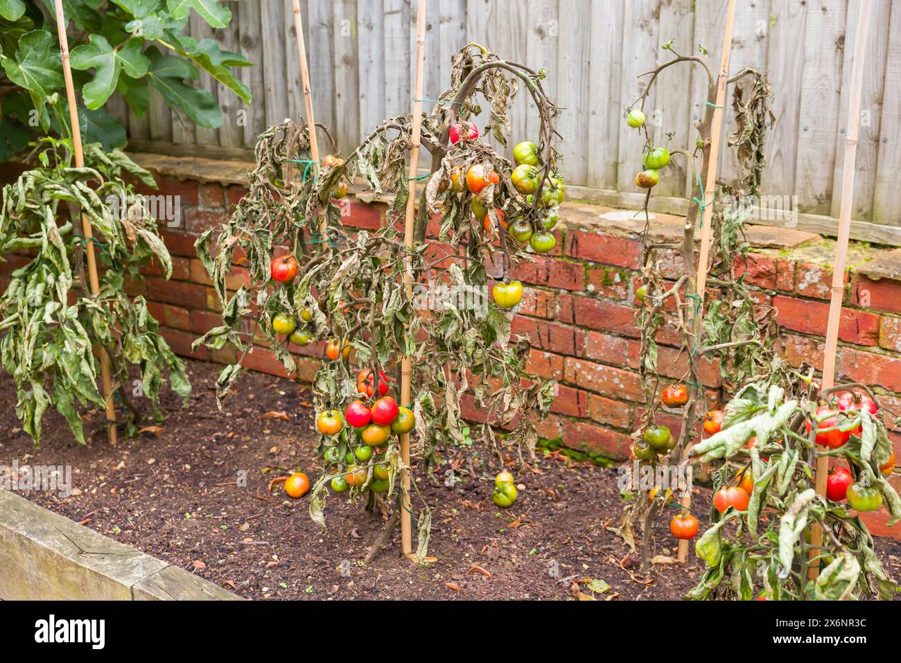 Vine tomato plants wilted with blight disease growing in a UK garden Stock Photo