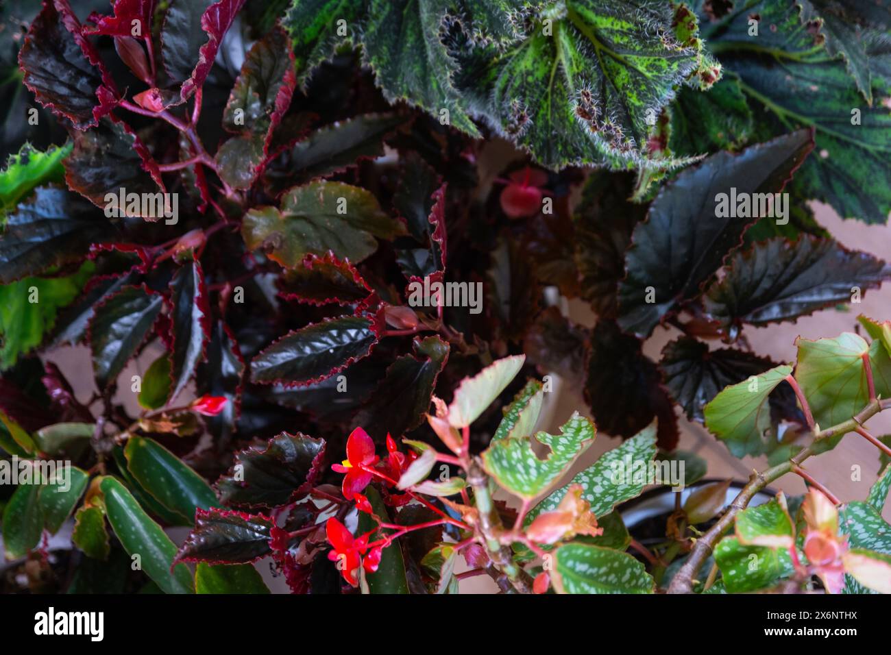Gorgeous Different Kinds Of Begonia Plants Landscape for Desktop Gorgeous Different Kinds Of Begonia Plants Landscape for Desktop