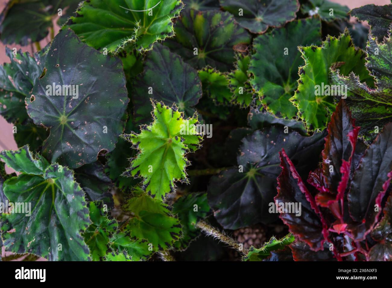 Exquisite Different Kinds Of Begonia Plants Capture in 4K Exquisite Different Kinds Of Begonia Plants Capture in 4K