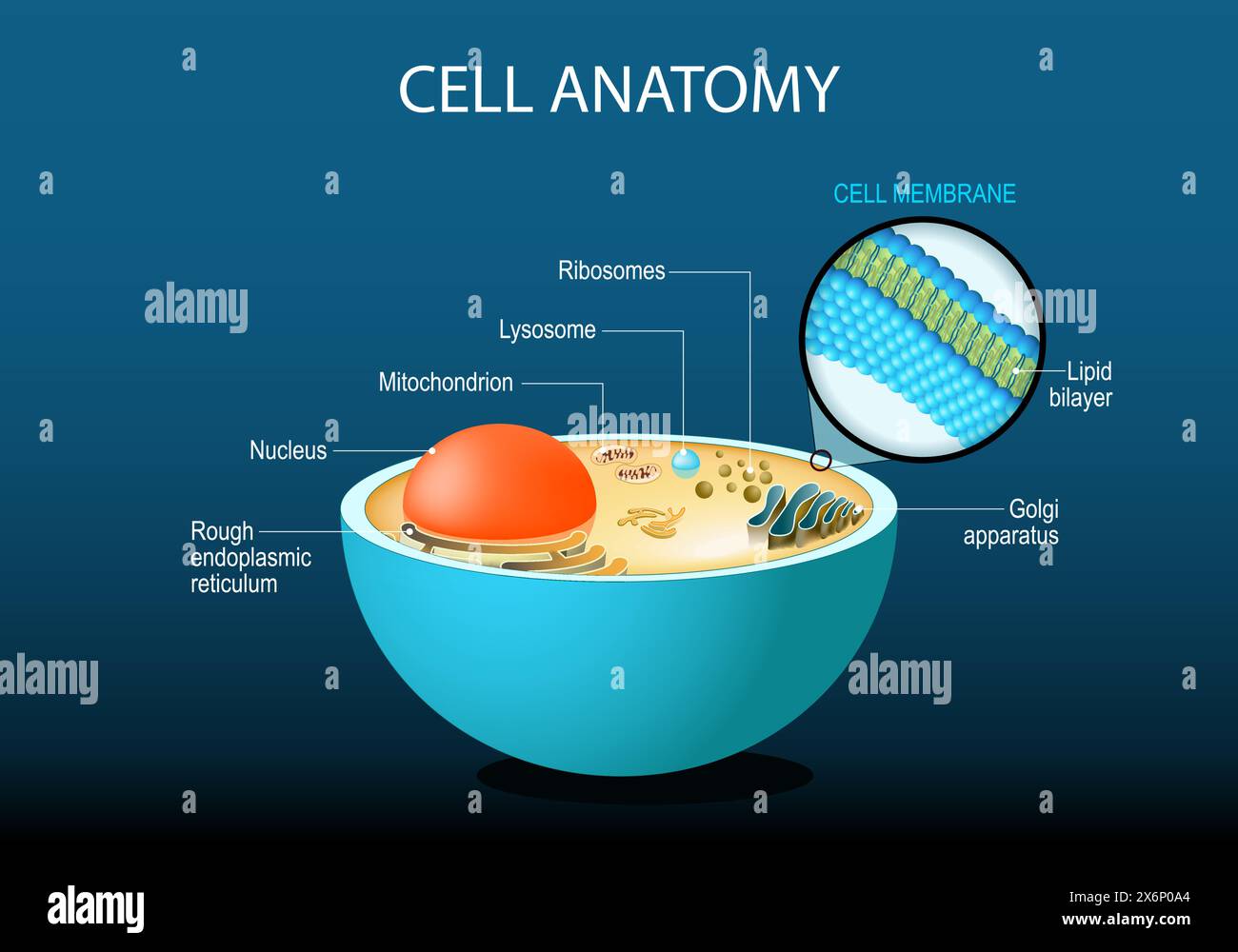 Cell anatomy. Cell structure and organelles Nucleus, Ribosomes, Endoplasmic reticulum, Golgi apparatus, mitochondrion, cytoplasm, lysosome. Close-up o Stock Vector