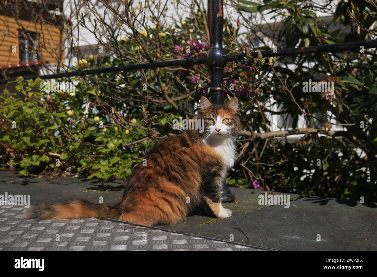 Portrait of a Norwegian Forest Cat Stock Photo