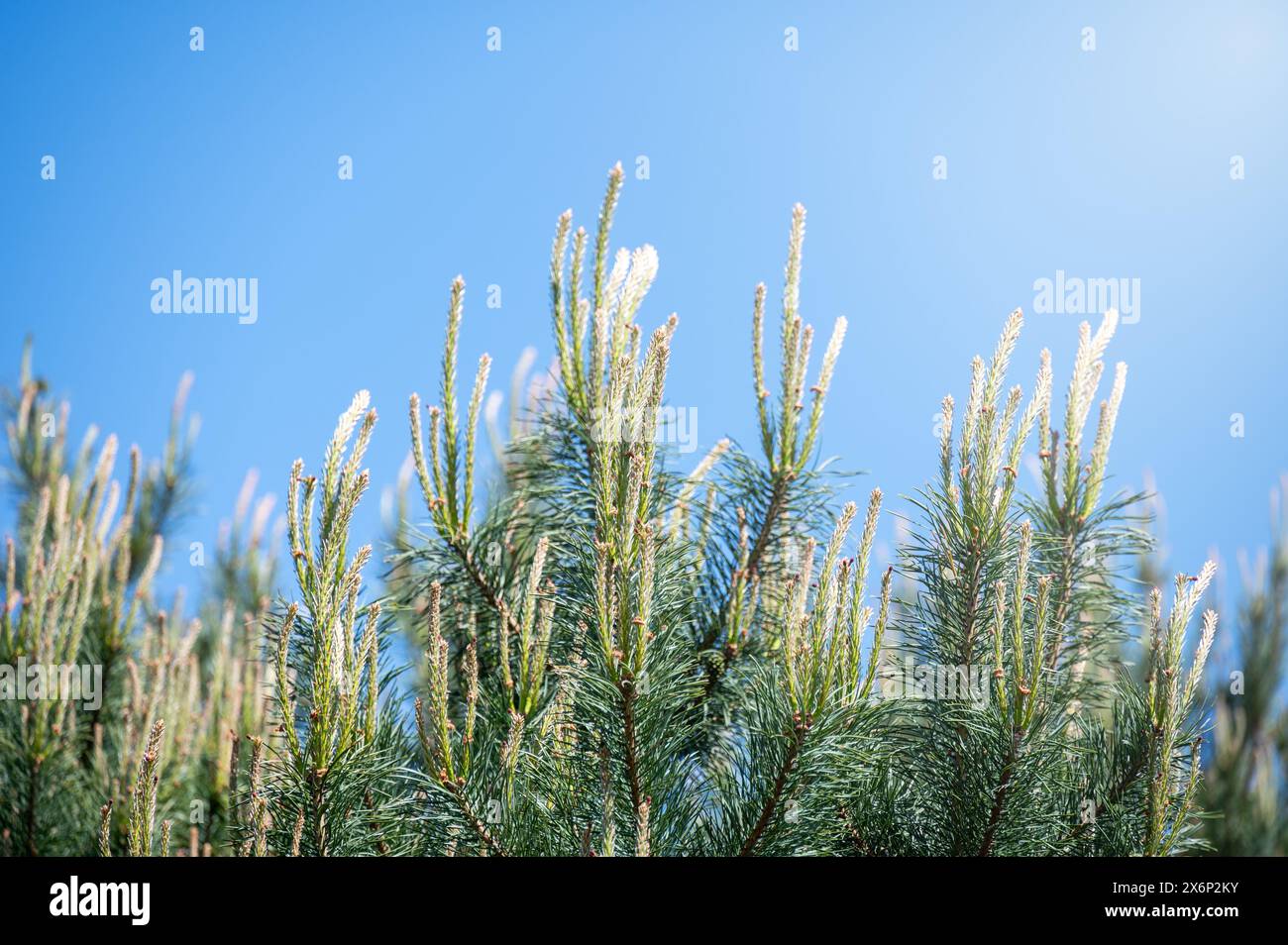 Close-up of young pine branches flourishing with delicate white blossoms. The contrast of vivid green against the clear blue sky creates a fresh, spri Stock Photo