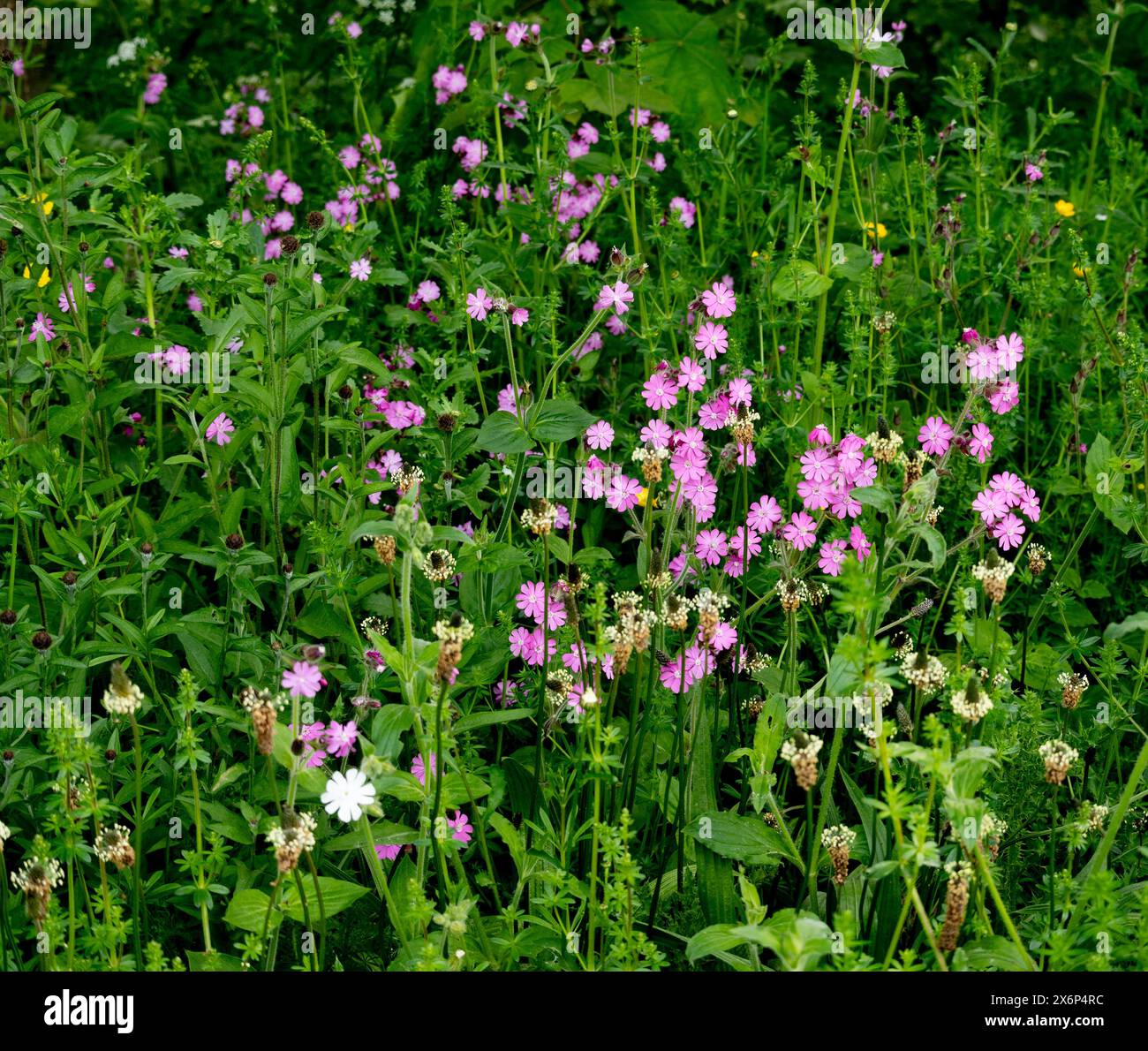 Mixed wildflowers roadside verge planting, Warwickshire, UK Stock Photo
