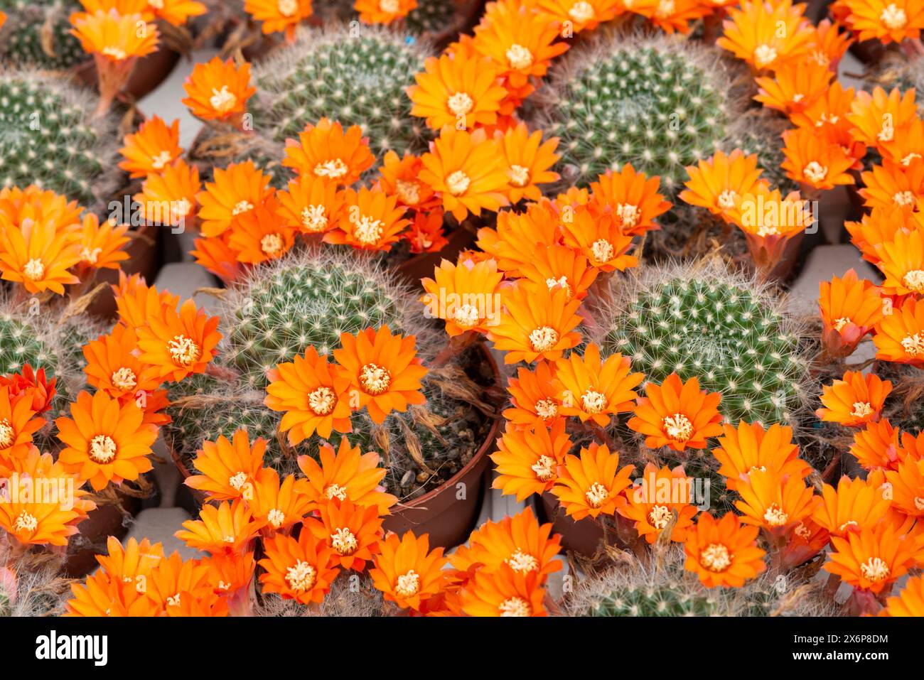 Flowering Cactus Rebutia Fiebrigii Stock Photo