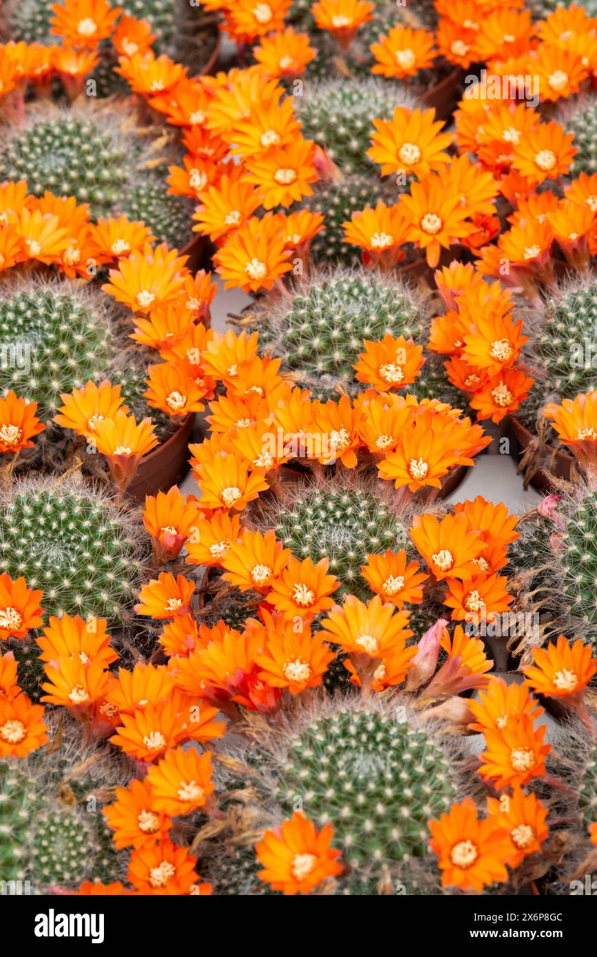 Flowering Cactus Rebutia Fiebrigii Stock Photo