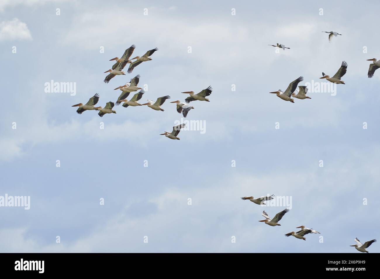 A large flock of pelicans in flight against the blue sky with fluffy ...