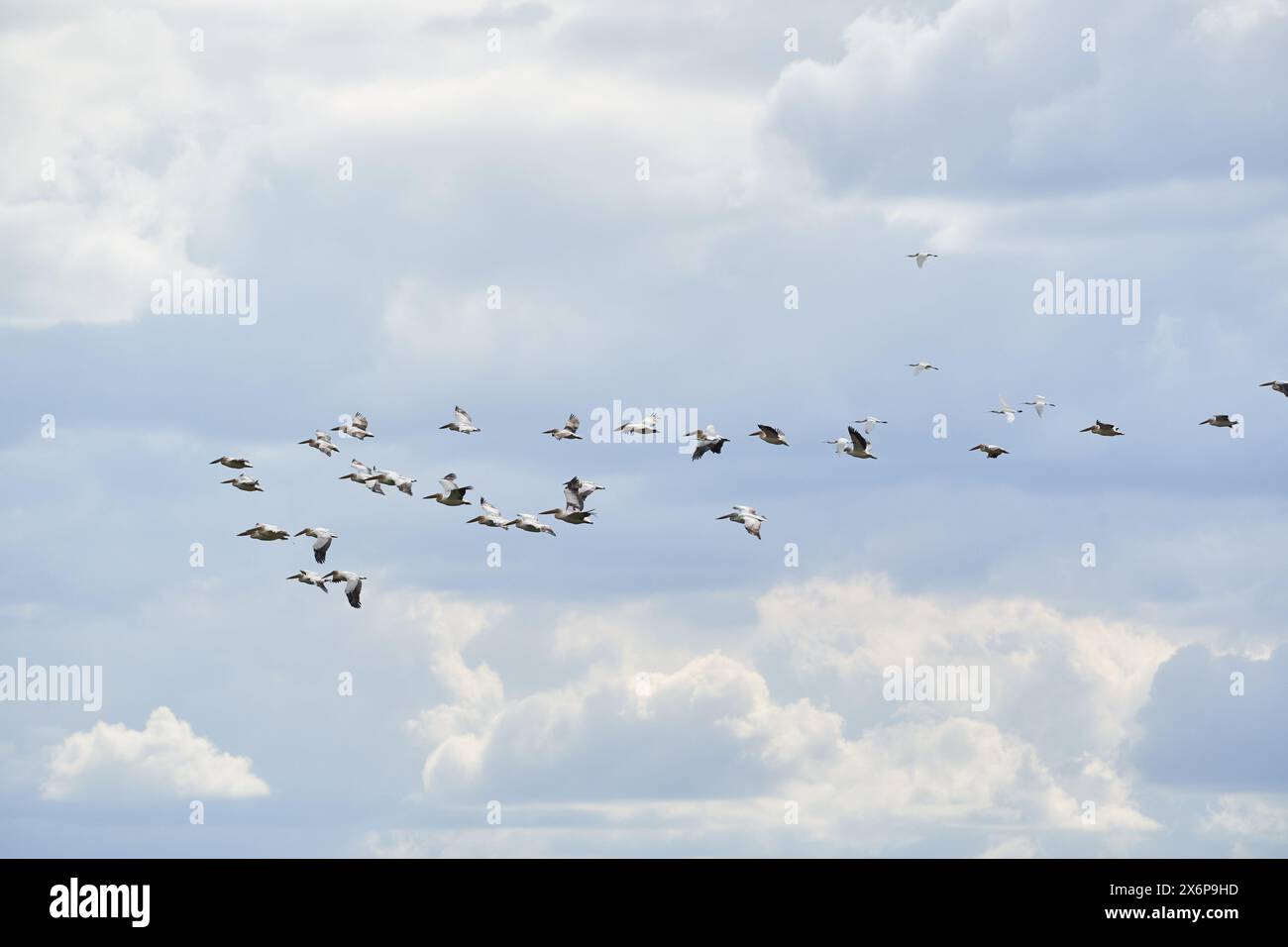 A large flock of pelicans in flight against the blue sky with fluffy ...