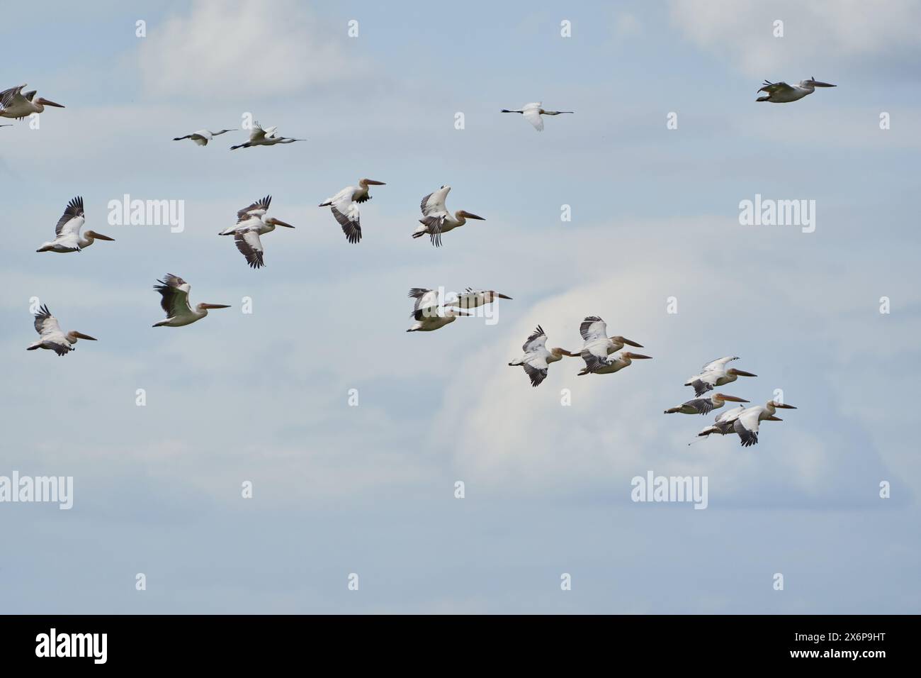 A large flock of pelicans in flight against the blue sky with fluffy ...