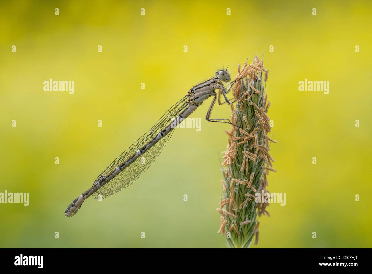 Common blue damselfly Stock Photo - Alamy