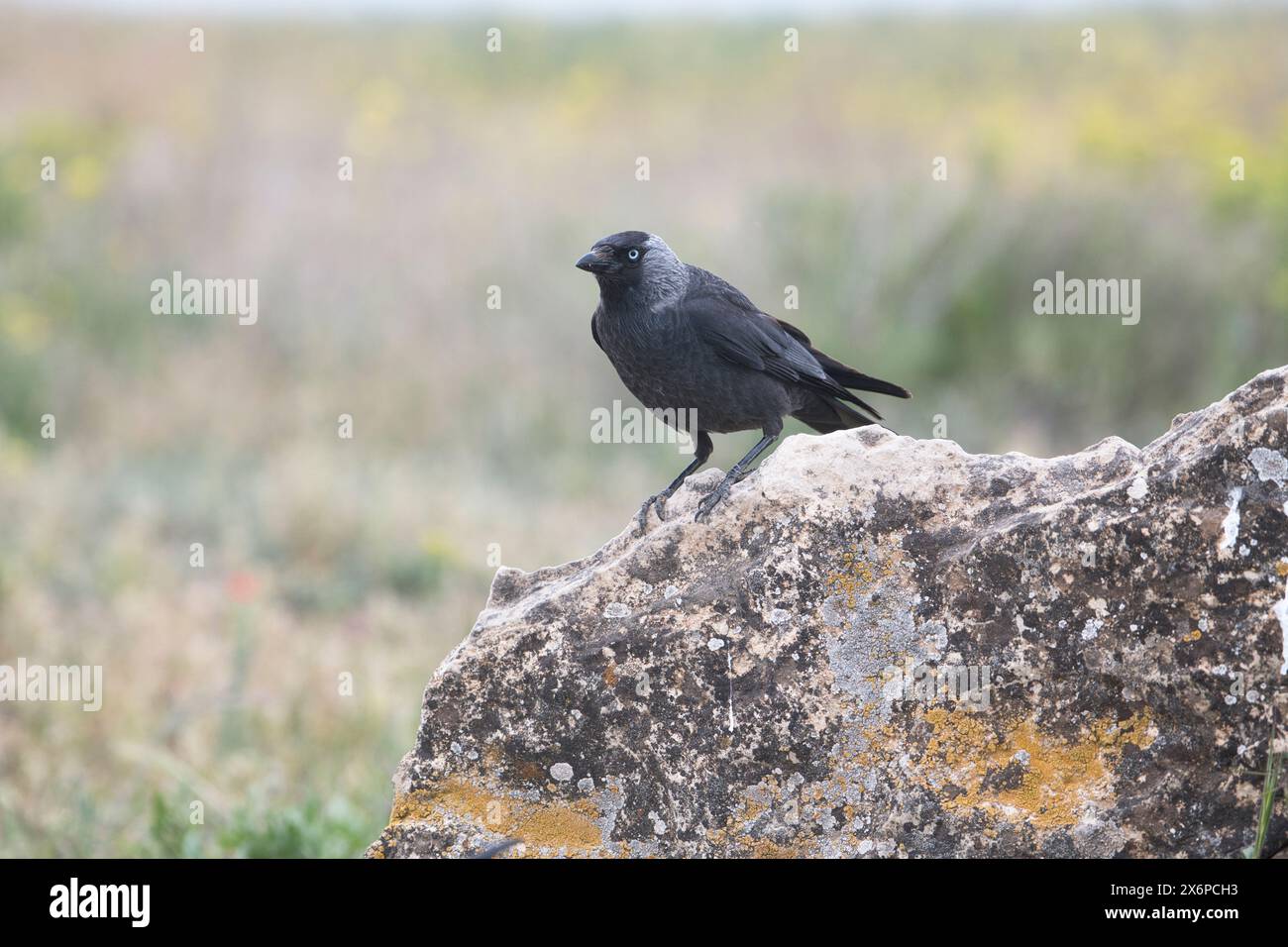 Jackdaw (Corvus monedula) Stock Photo
