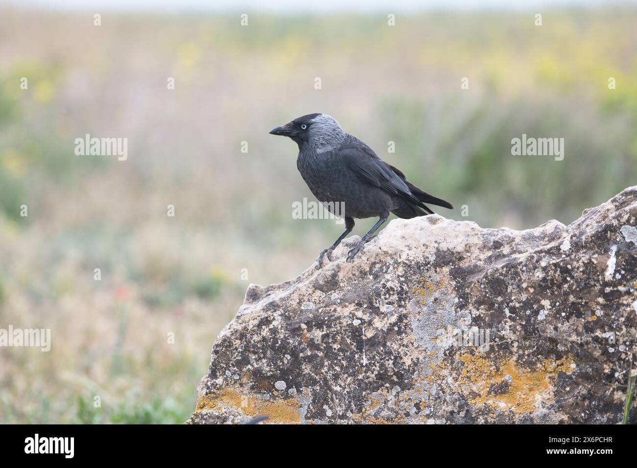Jackdaw (Corvus monedula) Stock Photo