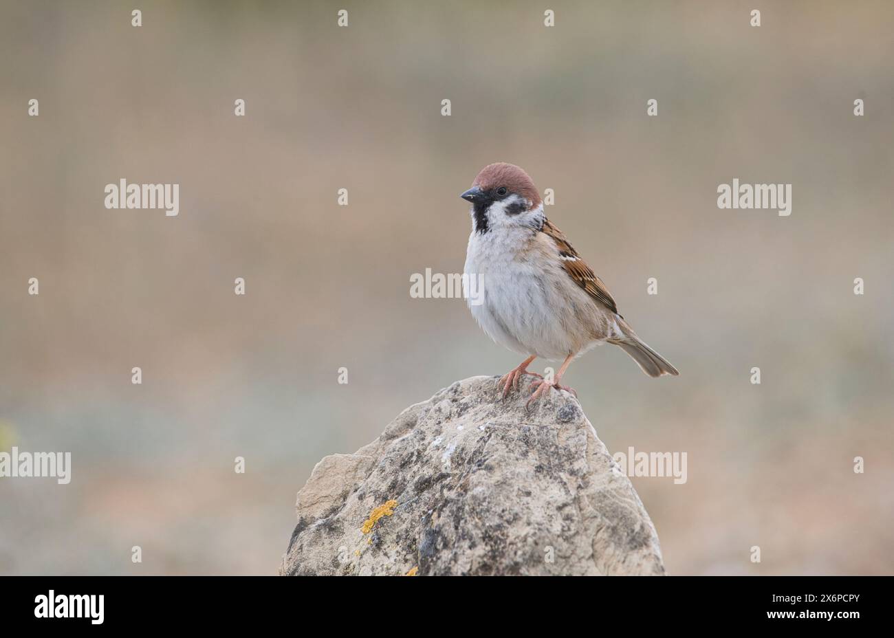 Tree sparrow (Passer montanus) Stock Photo
