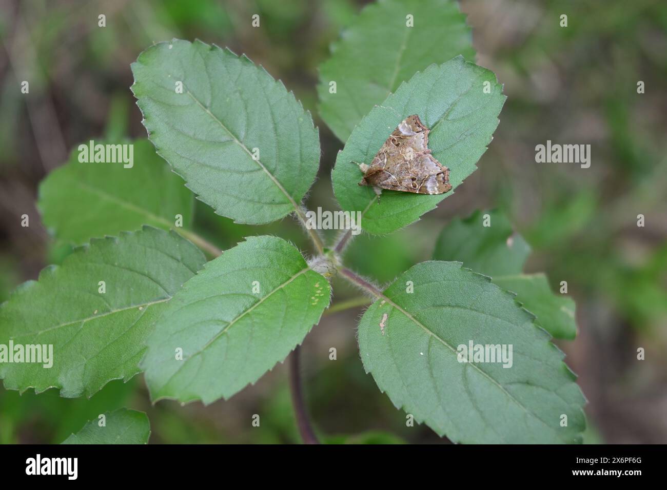 High angle view of a triangular shaped brown colored moth which belongs ...