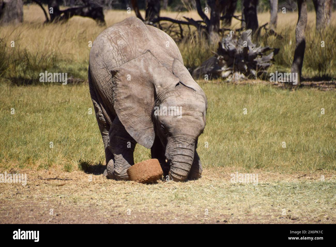 Zimbabwe. 3rd may 2024. A rescued baby elephant plays at the Zimbabwe Elephant Nursery. Party of the 'Wild Is Life' wildlife sanctuary, the centre rescues and rehabilitates orphaned animals before releasing them back into the wild. Credit: Vuk Valcic / Alamy Stock Photo