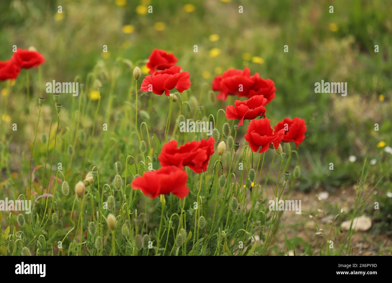 Poppies in spring hi-res stock photography and images - Alamy