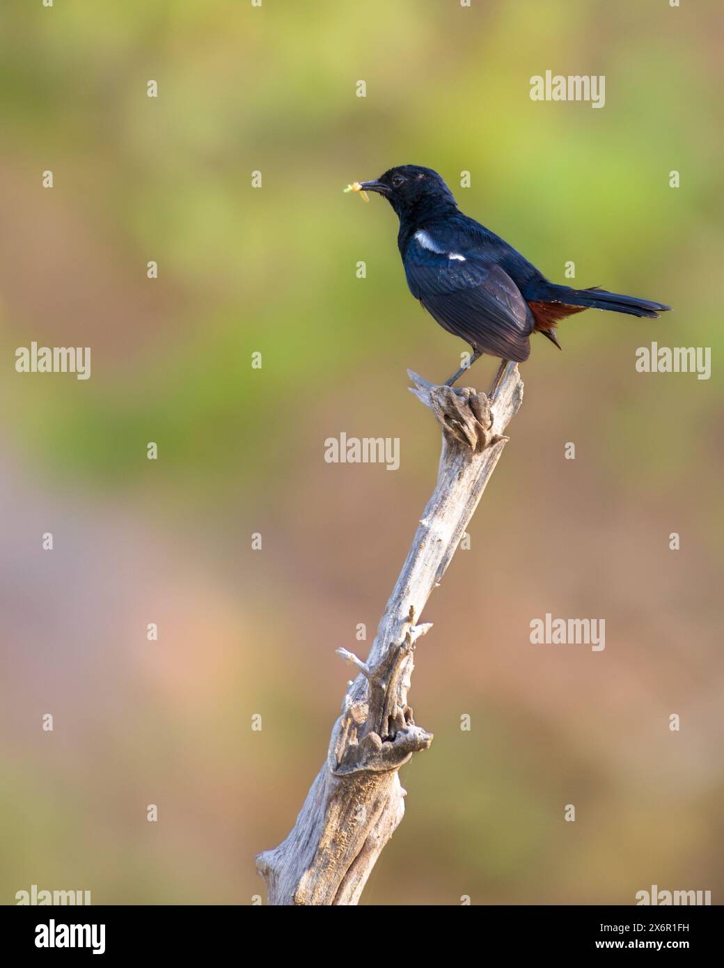 Indian Robin (Saxicoloides fulicatus) bird perch at Yala National Park. Stock Photo