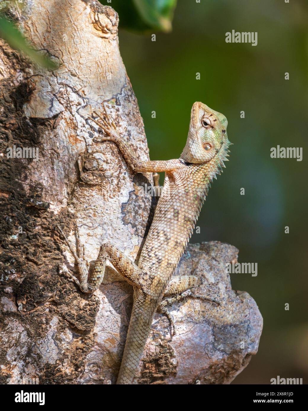 Changeable lizard on a tree at Yala National Park Stock Photo - Alamy