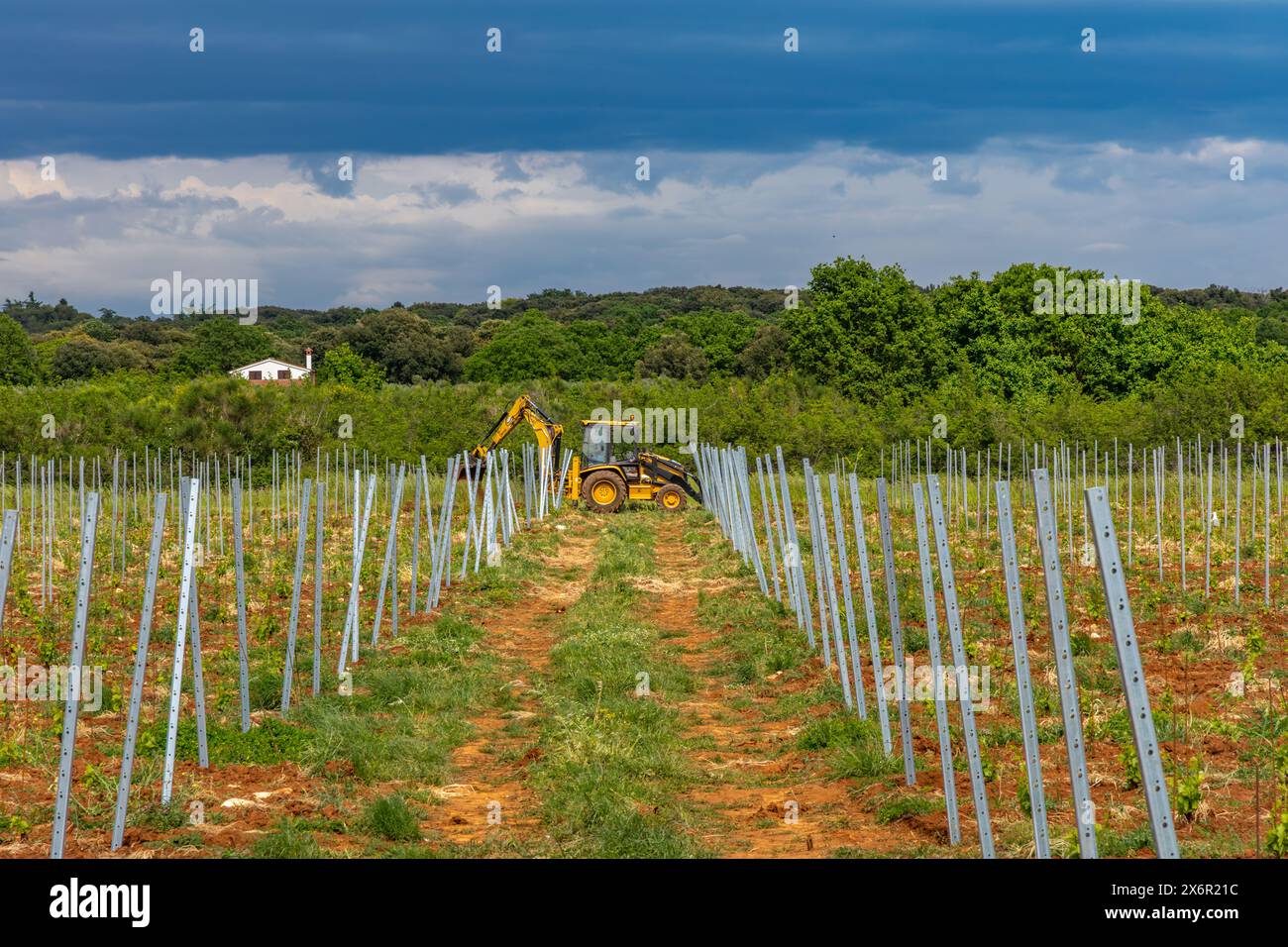 Young grape seedlings working on a grape plantation viticulture Croatia Istria Stock Photo