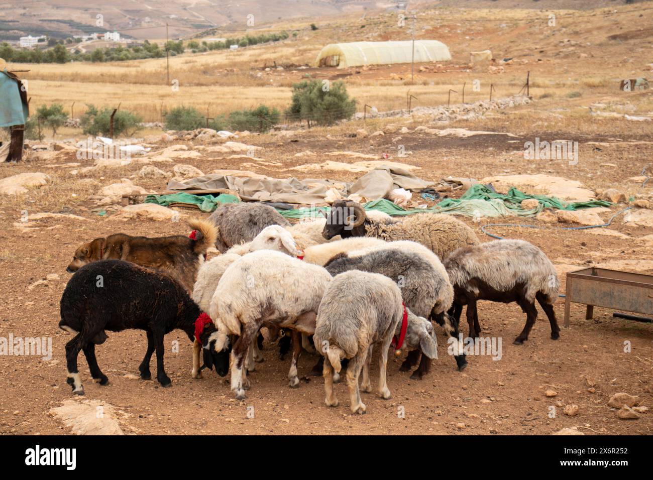 group of sheeps in desert eating from fodder rack Stock Photo - Alamy