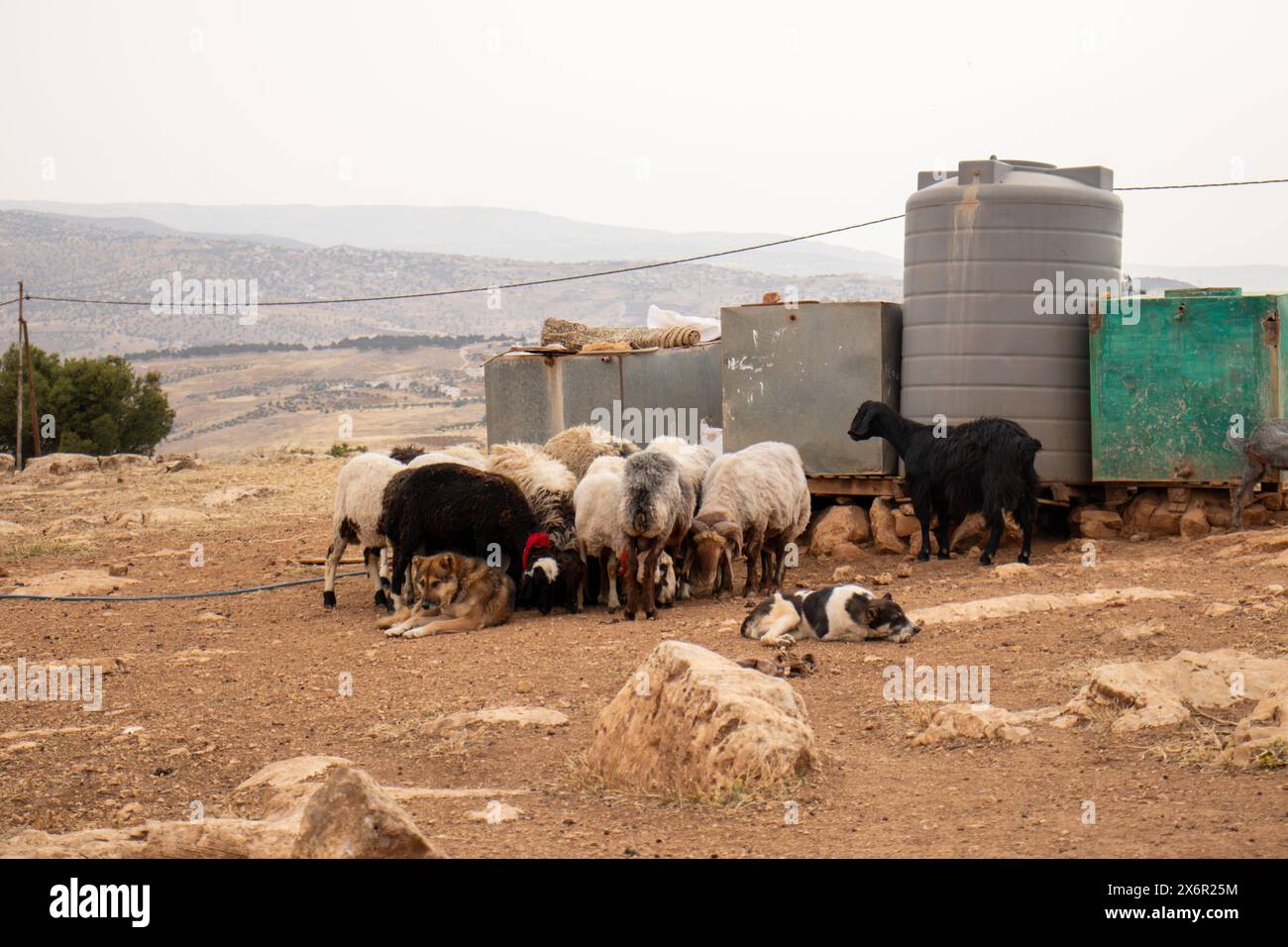 group of sheeps in desert eating from fodder rack Stock Photo - Alamy