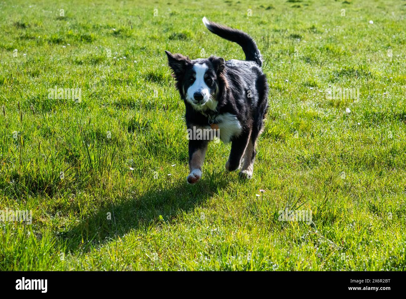Young Border Collie running through field of dewy grass in spring ...