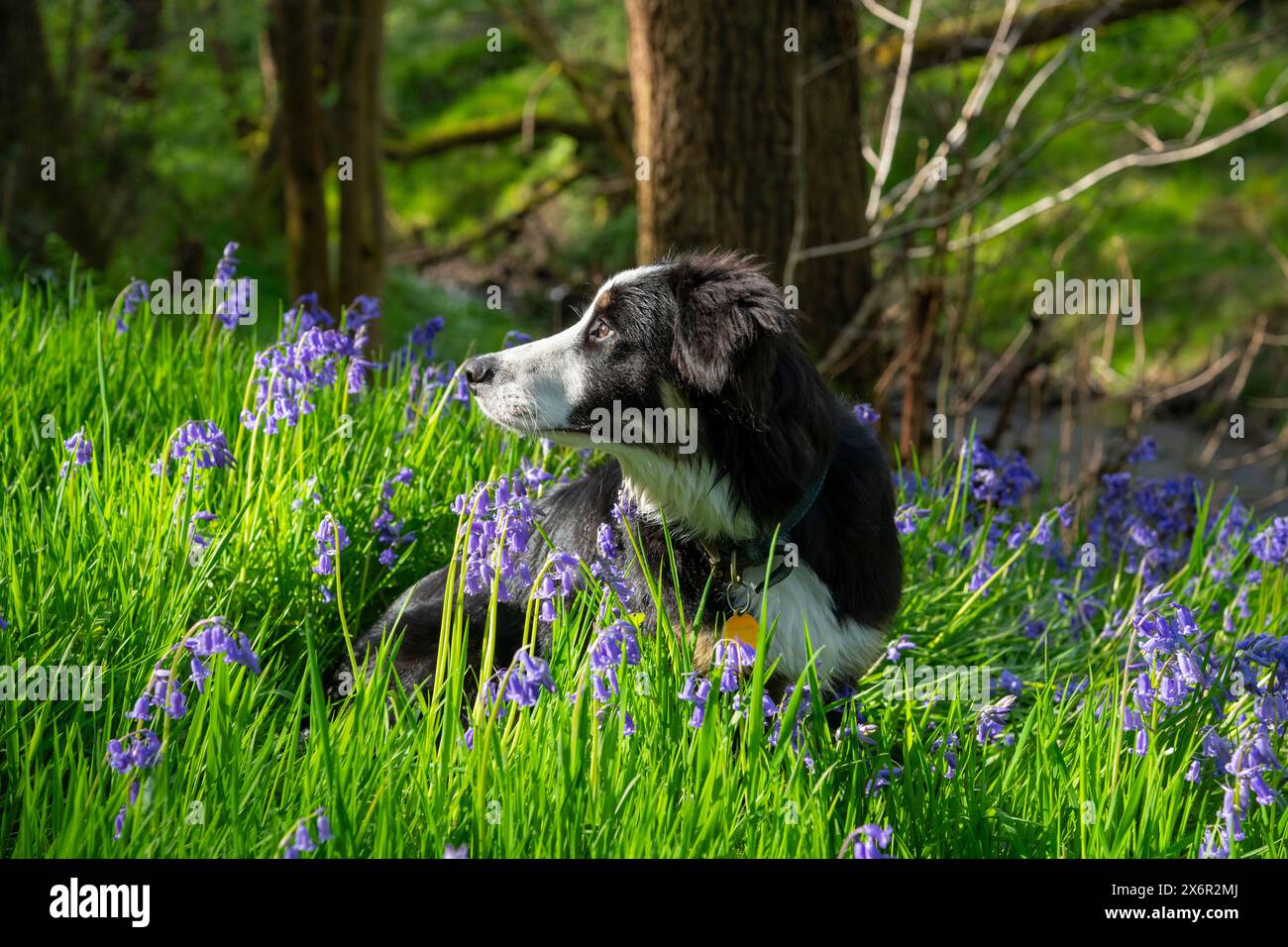 Spring Border Collies Young Border Collie sat in bluebells in an English woodland in ...