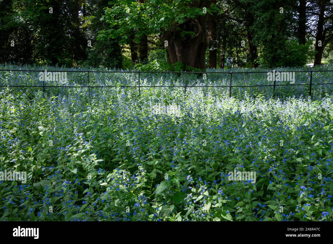 Pentaglottis Sempervirens also known as Alkanet flowering under the shade of trees in late spring. Stock Photo