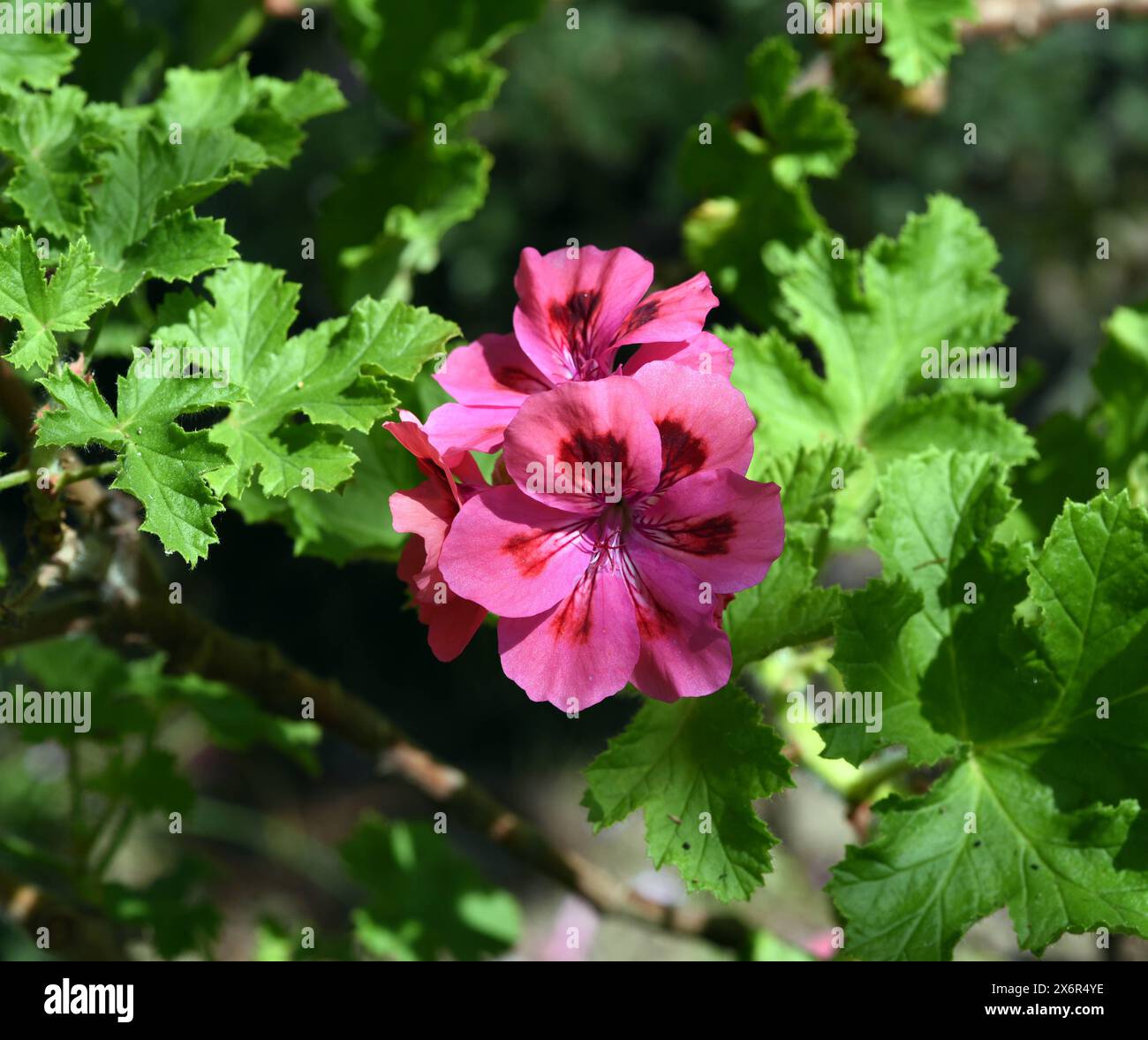 UniquePelargonium ist eine Buschig wachsende Pelargonie mit