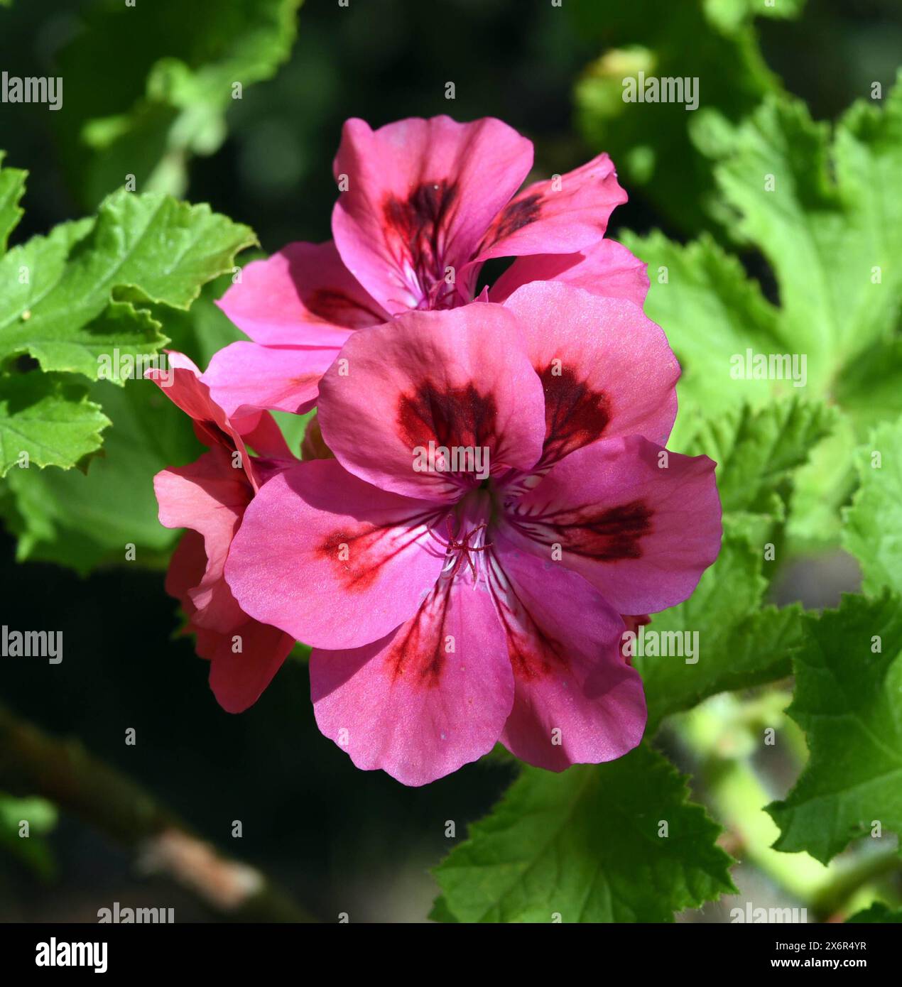 UniquePelargonium ist eine Buschig wachsende Pelargonie mit