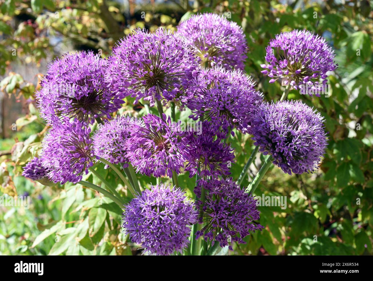 Zierlauch, Riesenlauch, Allium Giganteum ist eine wunderschoene