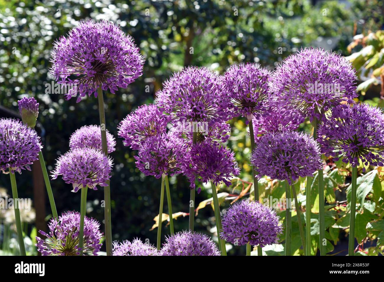 Zierlauch, Riesenlauch, Allium Giganteum ist eine wunderschoene