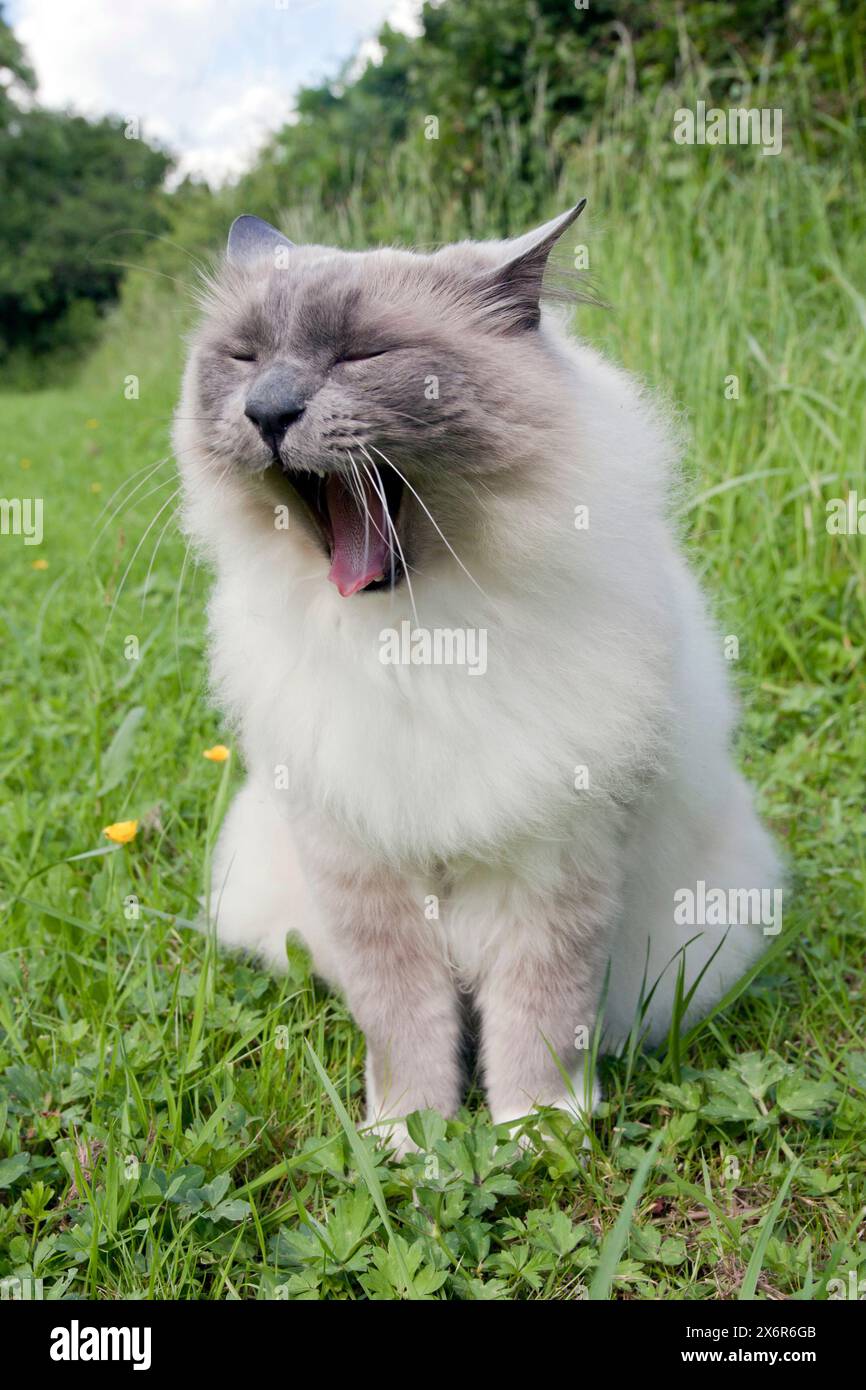 Birman cat yawning Stock Photo