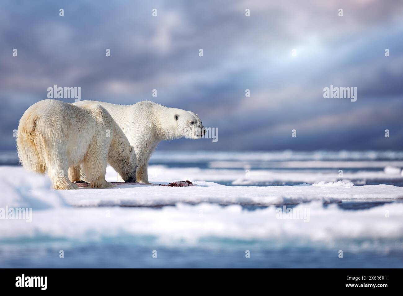 Wildlife Svalbard, Norway. Bears with carcass fur coat skin, wildlife nature. Carcass blue sky and clouds. Nature  - polar bear on drifting ice with s Stock Photo