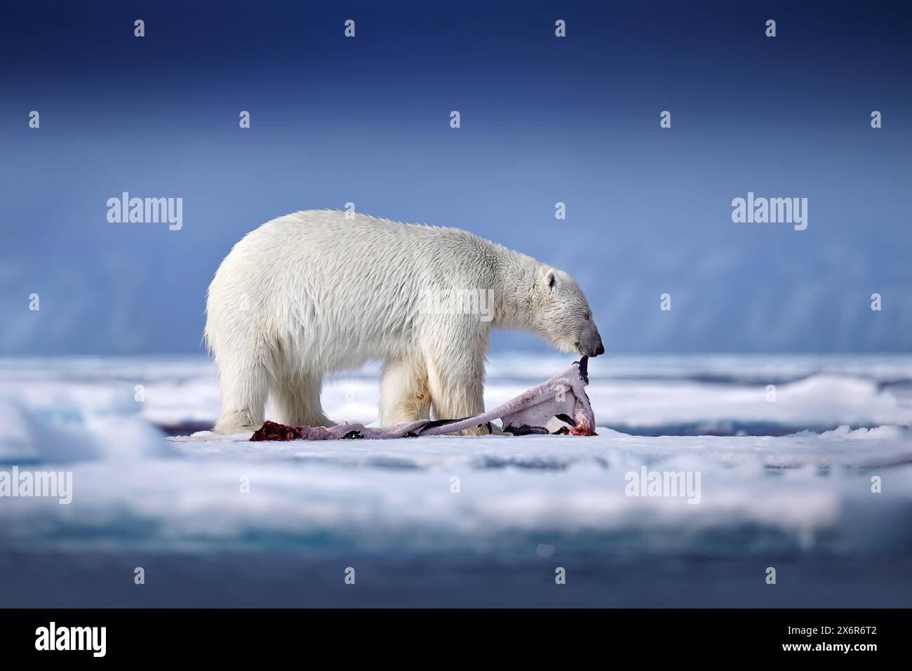 Wildlife Svalbard, Norway. Bears with carcass fur coat skin, wildlife nature. Carcass blue sky and clouds. Nature  - polar bear on drifting ice with s Stock Photo