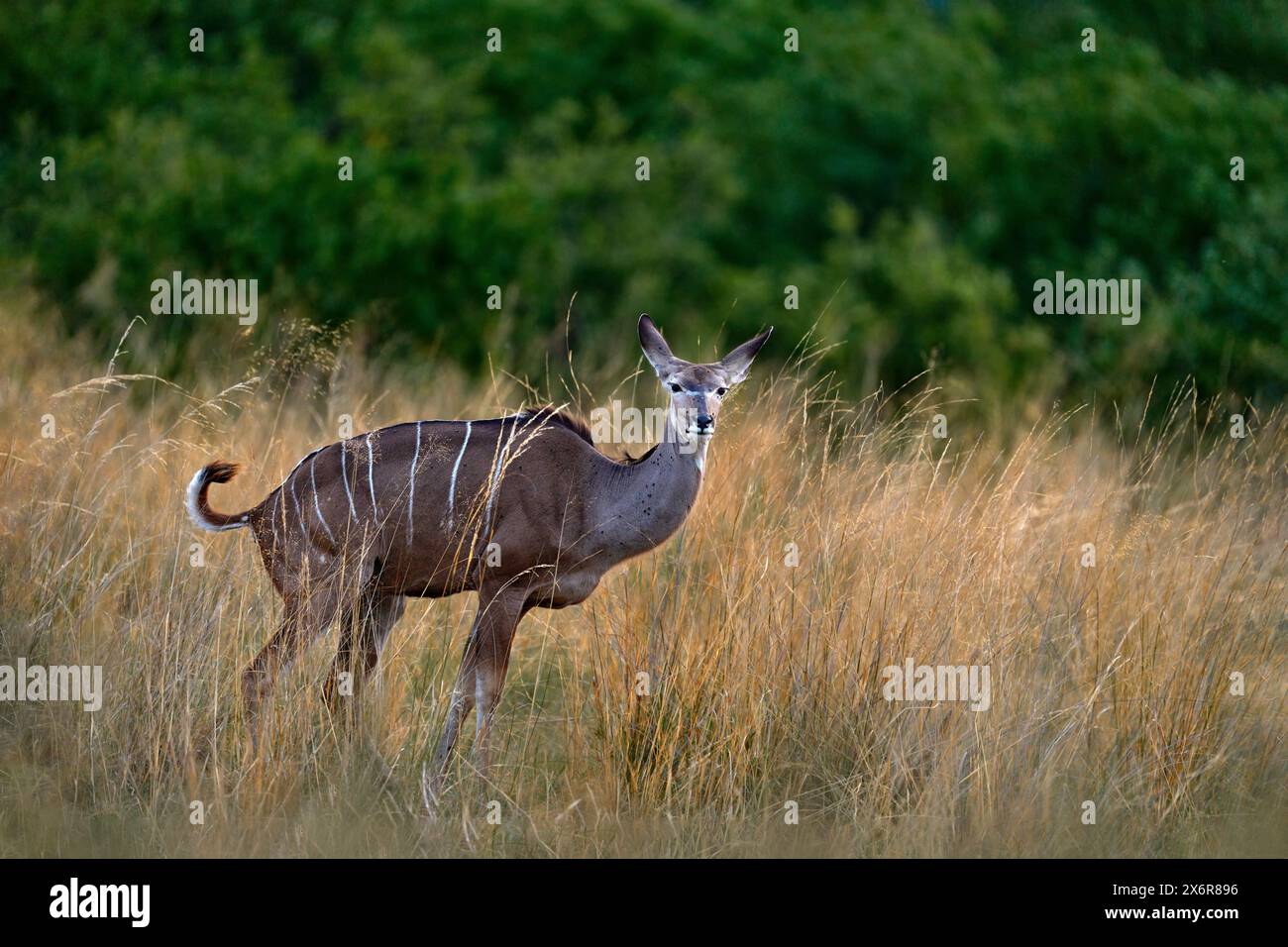 Greater kudu, Tragelaphus strepsiceros, handsome antelope with spiral horns. Kudu in Africa. Wildlife scene from nature. Animal in the green meadow ha Stock Photo