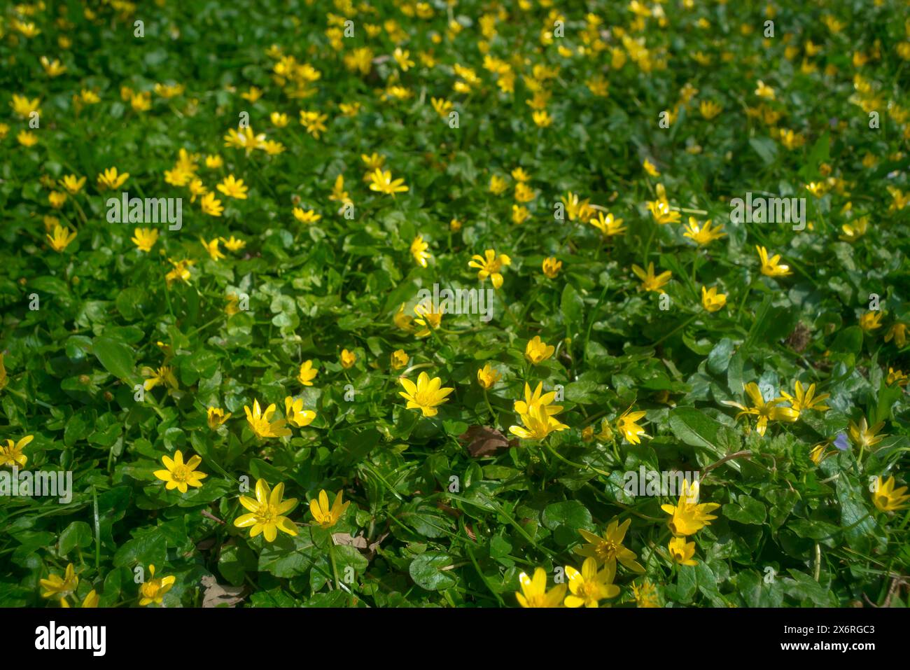 Human vision, Lesser Celadine flowers have different appearance for ...