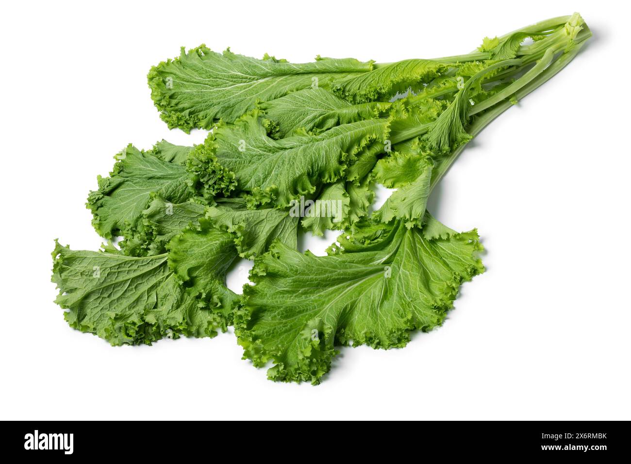 Fresh picked bunch of organic green amsoi vegetable isolated on white background close up Stock Photo