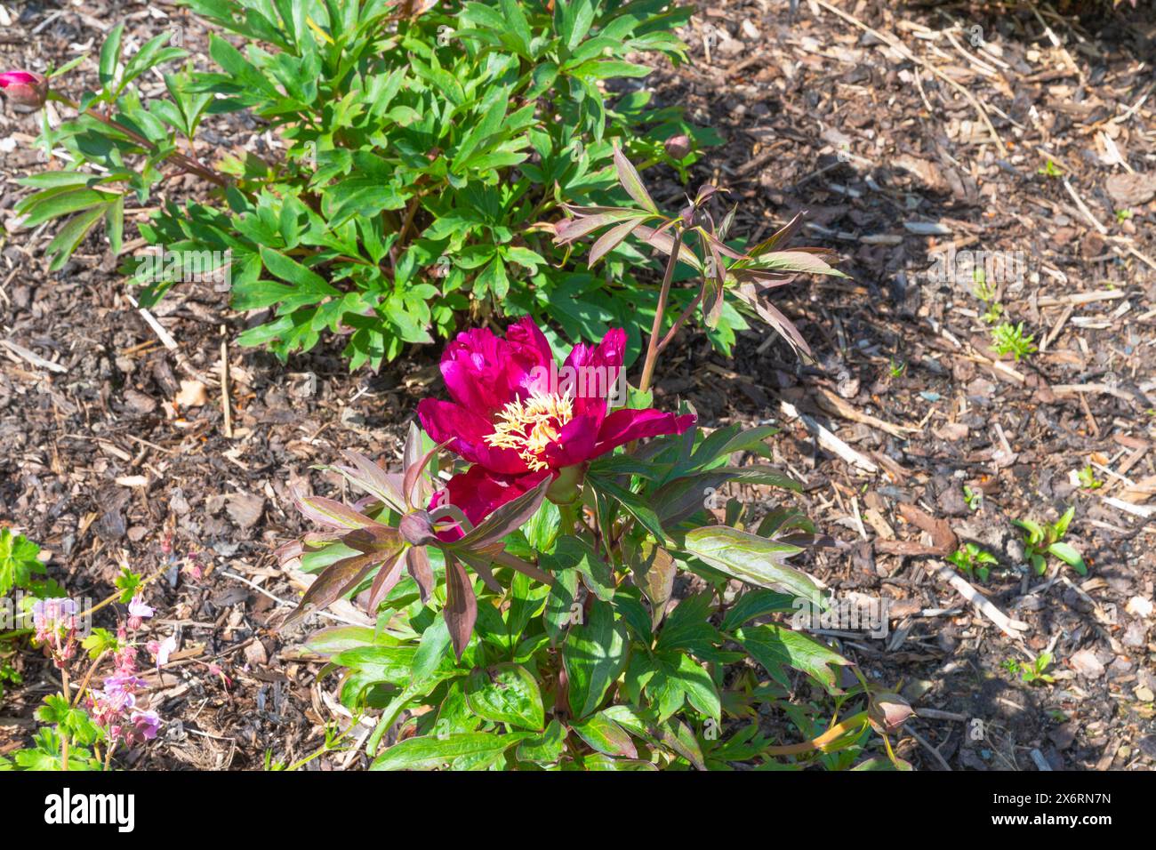 Vibrant lilac petals with yellow centre of the itoh peony morning liac Stock Photo