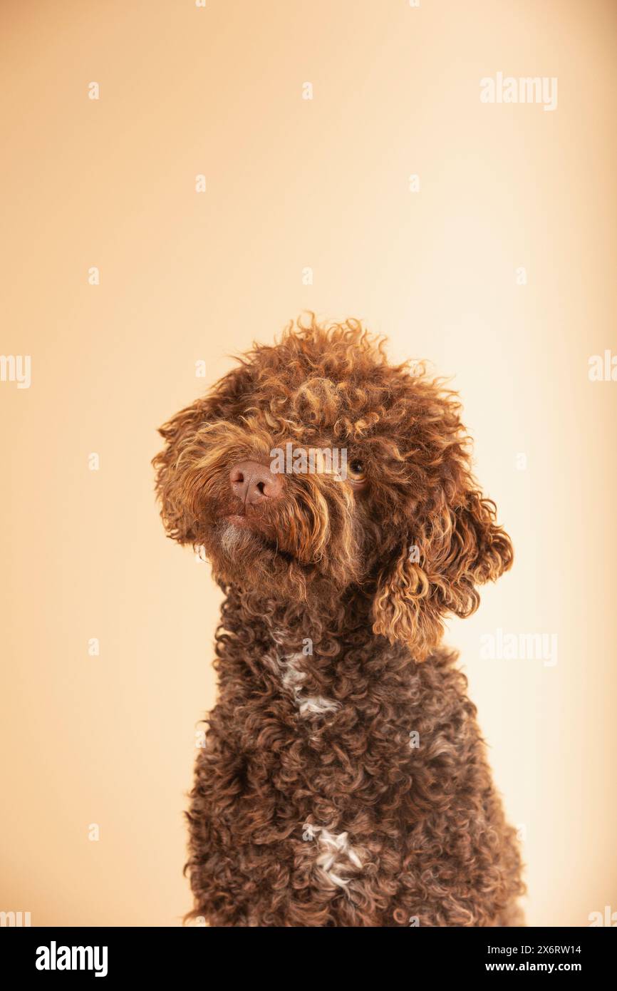 Portrait of a copper water dog isolated on a brown background Stock ...