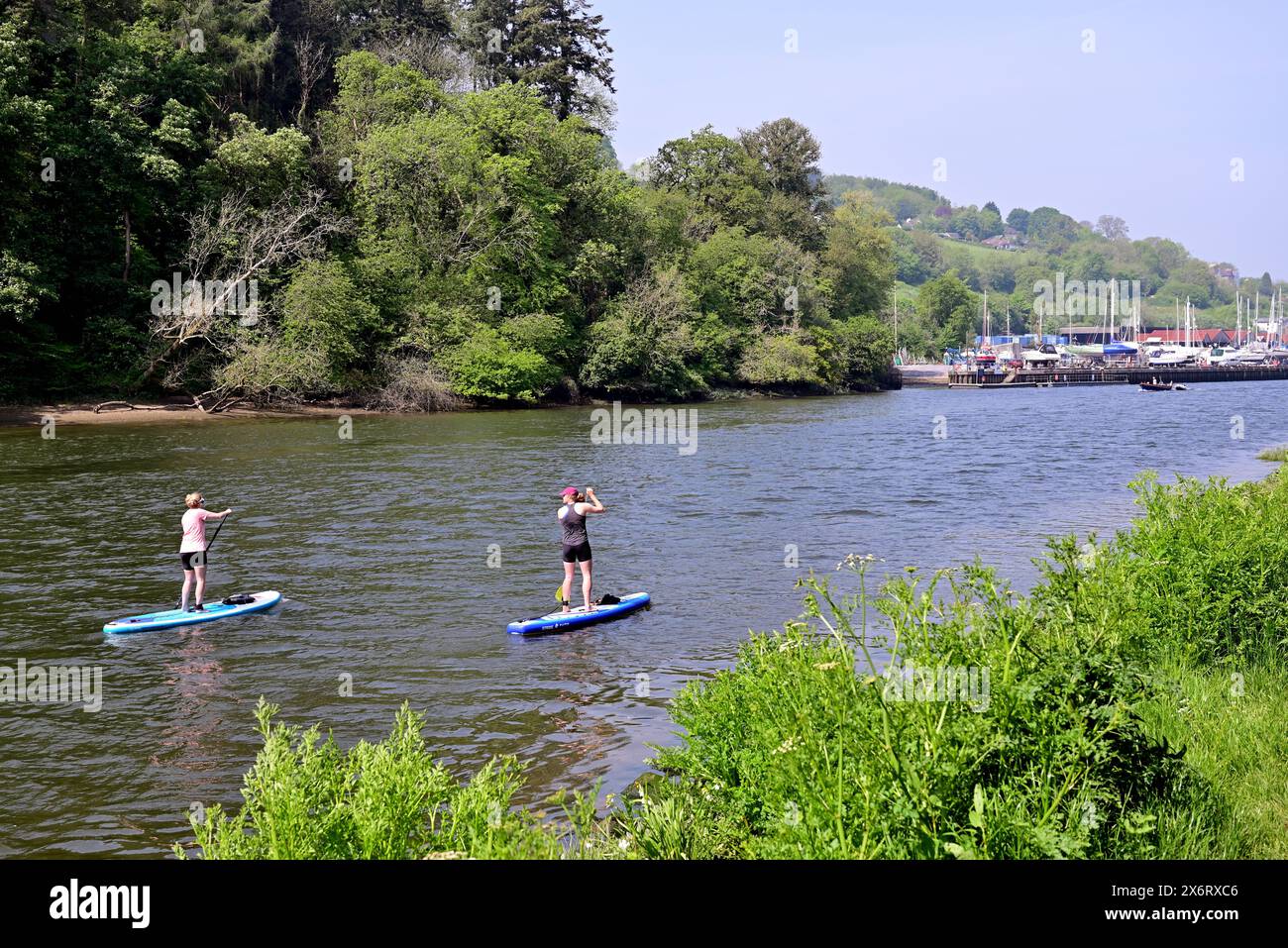 Stand-up paddleboarders on the river Dart at Totnes, South Devon. Stock Photo